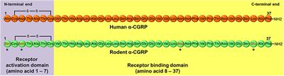 Alpha-Calcitonin Gene Related Peptide: New Therapeutic Strategies for the Treatment and Prevention of Cardiovascular Disease and Migraine